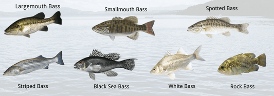How to Catch Spring Bass: The Complete Guide to Timing, Hotspots, and Best Lures